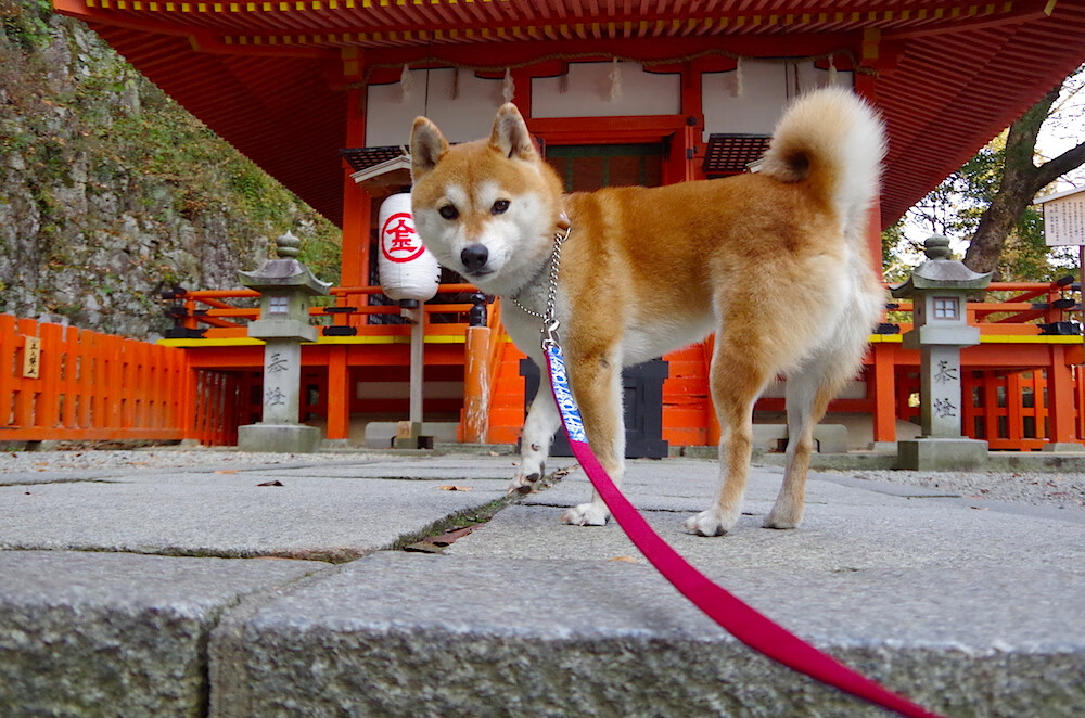 奥纳纳爆发前夜,时空缝隙中,德国如何用连续得分压制了牙买加
