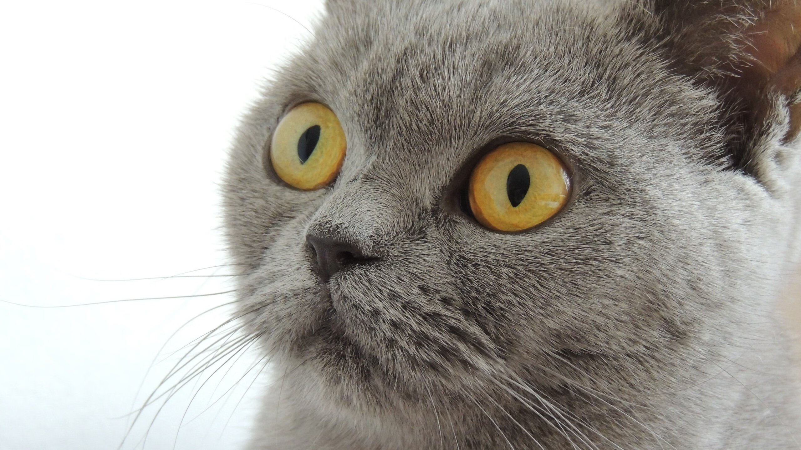 鹰击长空!英格拉姆末节爆发,老鹰决胜局险胜勇士