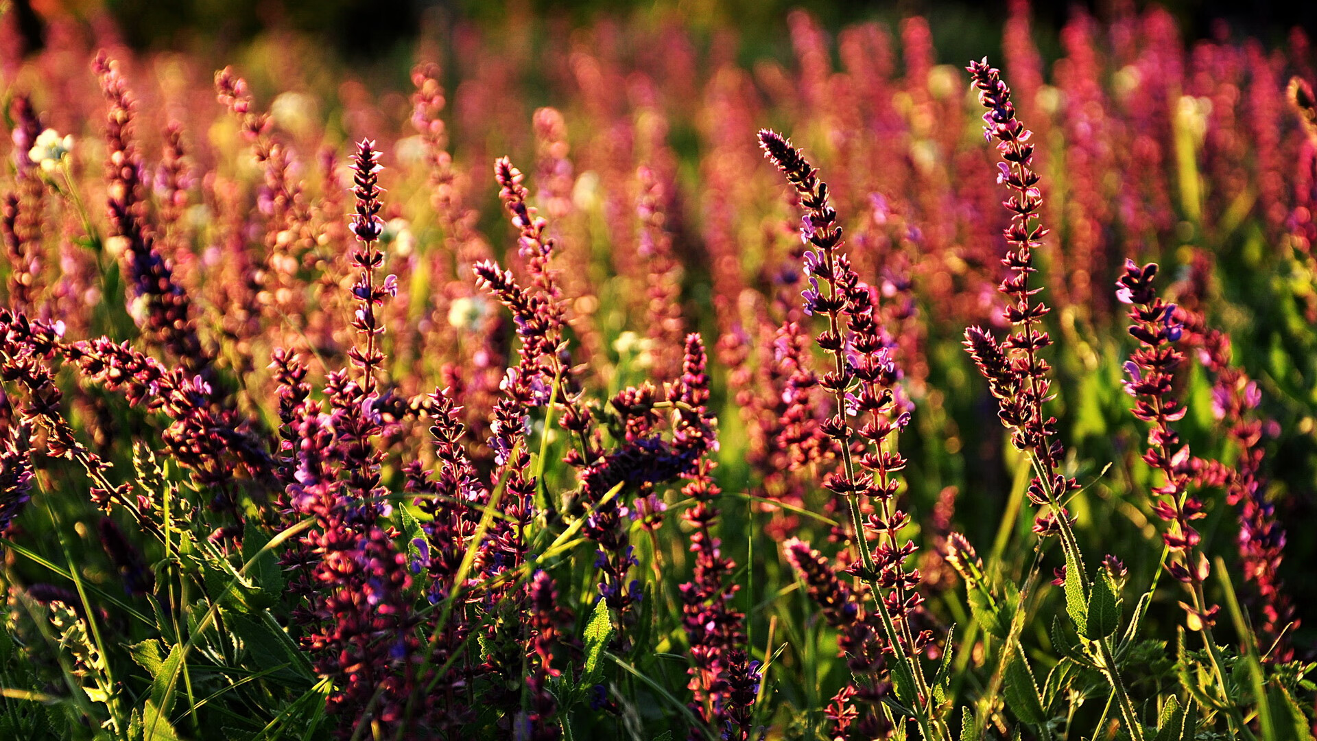 萨内精准制导击穿红龙防线，爱尔兰客场粉碎威尔士三连冠希望