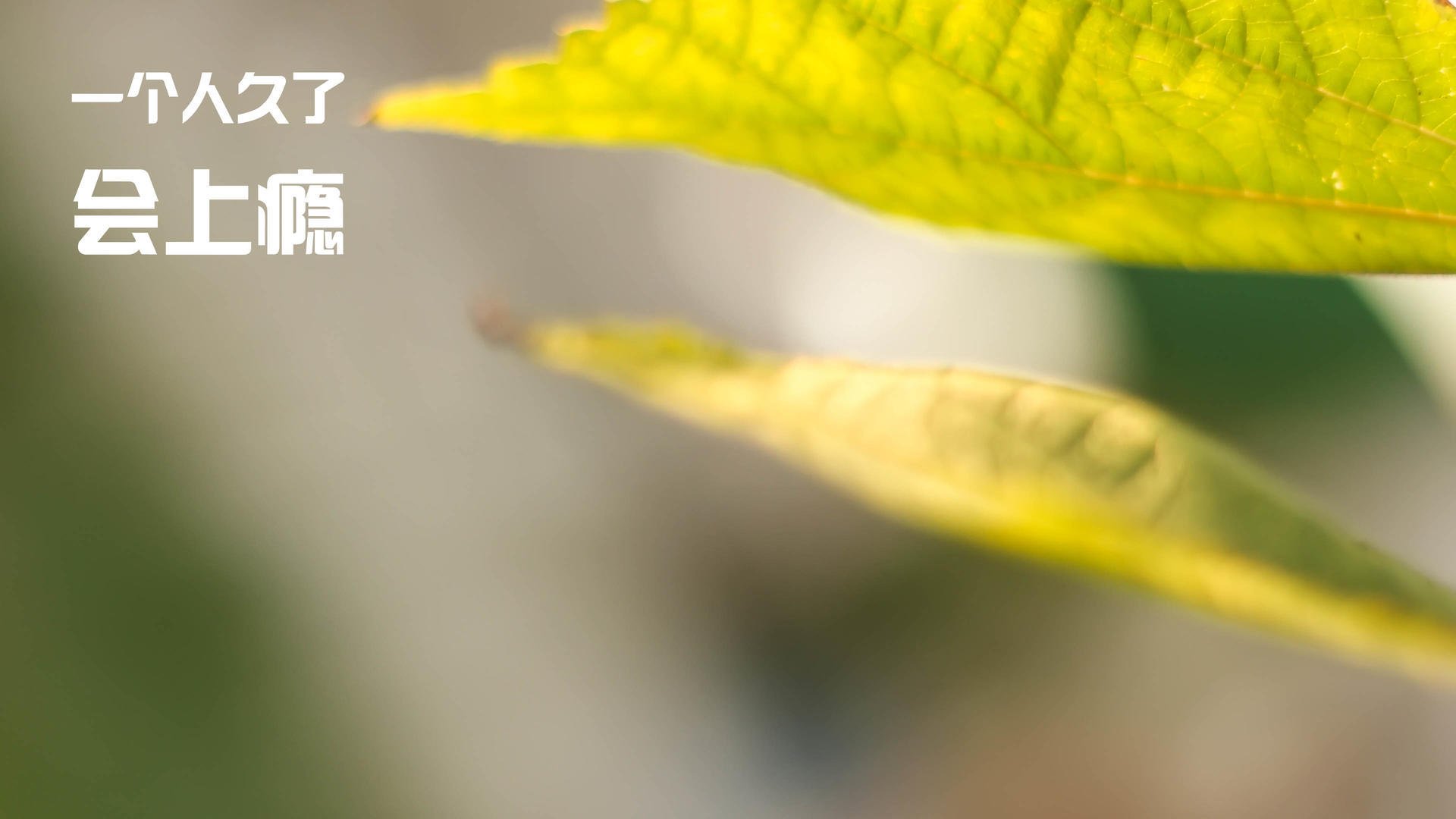 黄金弯刀，罗德里如何助土耳其一剑封喉法国