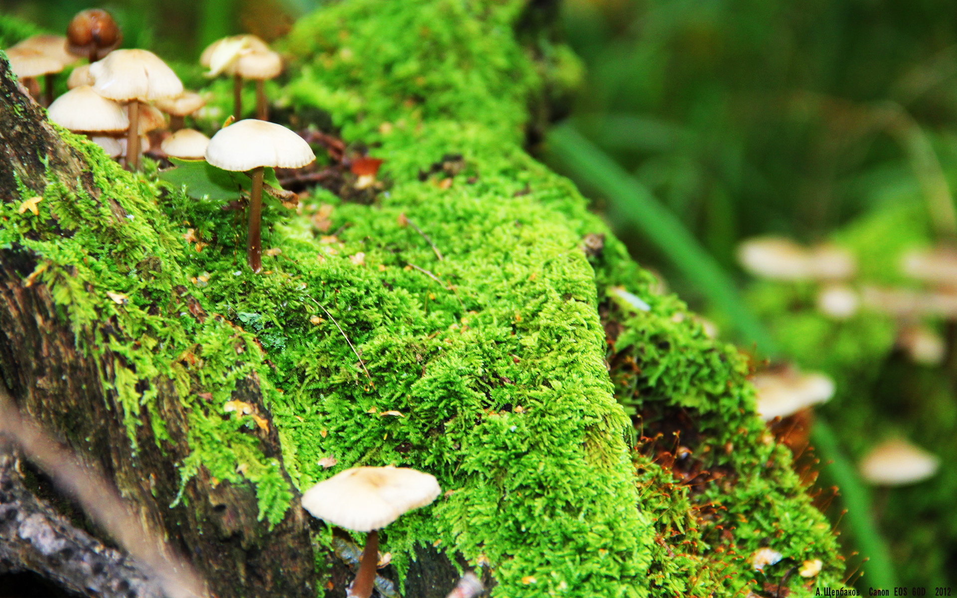 冰与火之歌，杰伦·格林0.3秒绝杀吉林，诠释何为硬仗之王