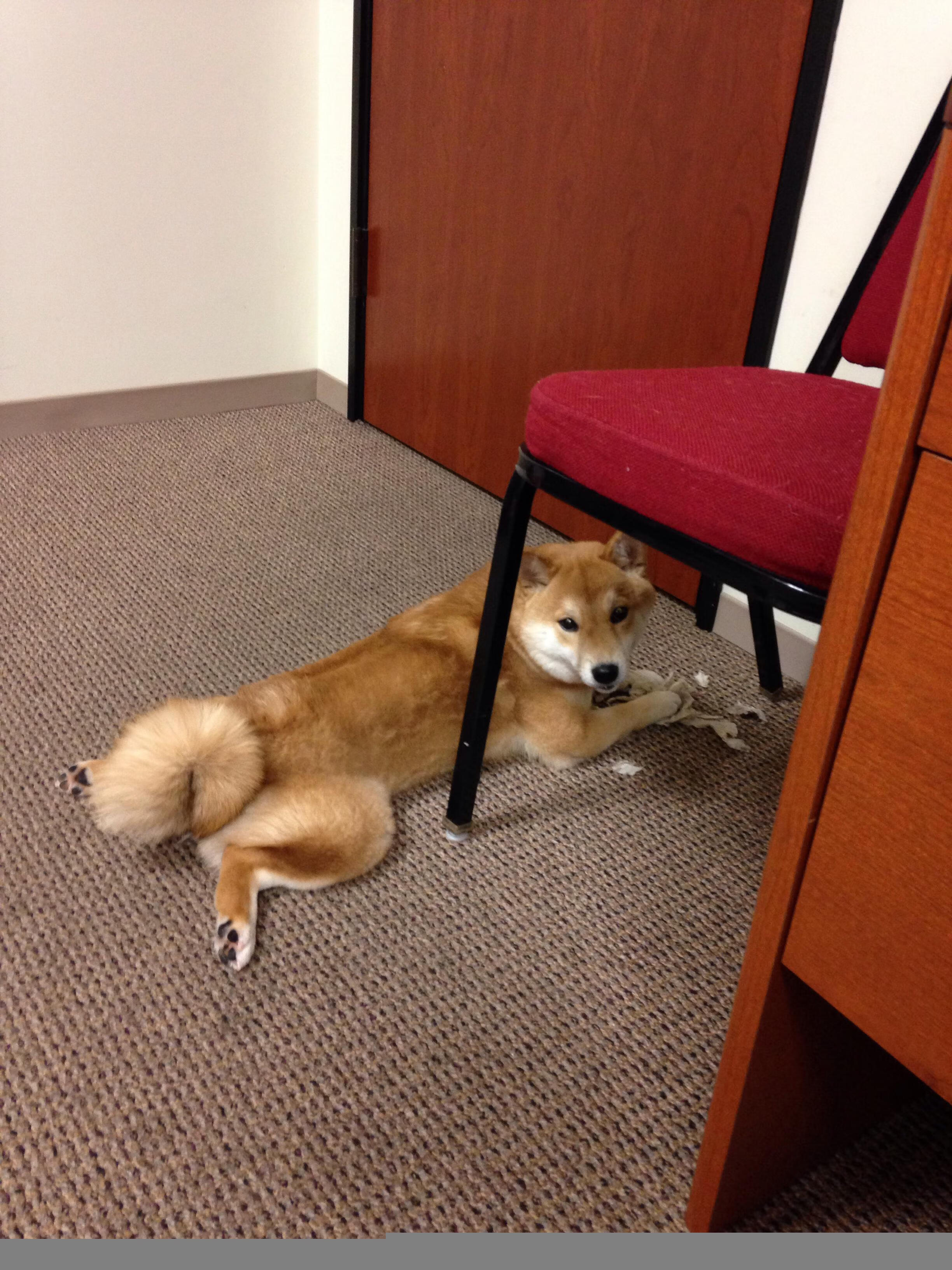 绝境中的咆哮，阿劳霍一人托起委内瑞拉险胜天平的胜利